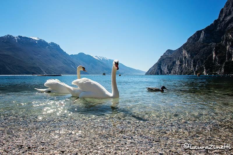 Villa Linfano Torbole Sul Garda Bagian luar foto